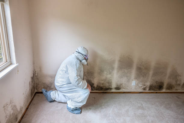 Best Asbestos and Lead Testing During Mold Inspection  in Seven Fields, PA