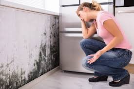 Environmental Consulting for Mold Prevention in Seven Fields, PA